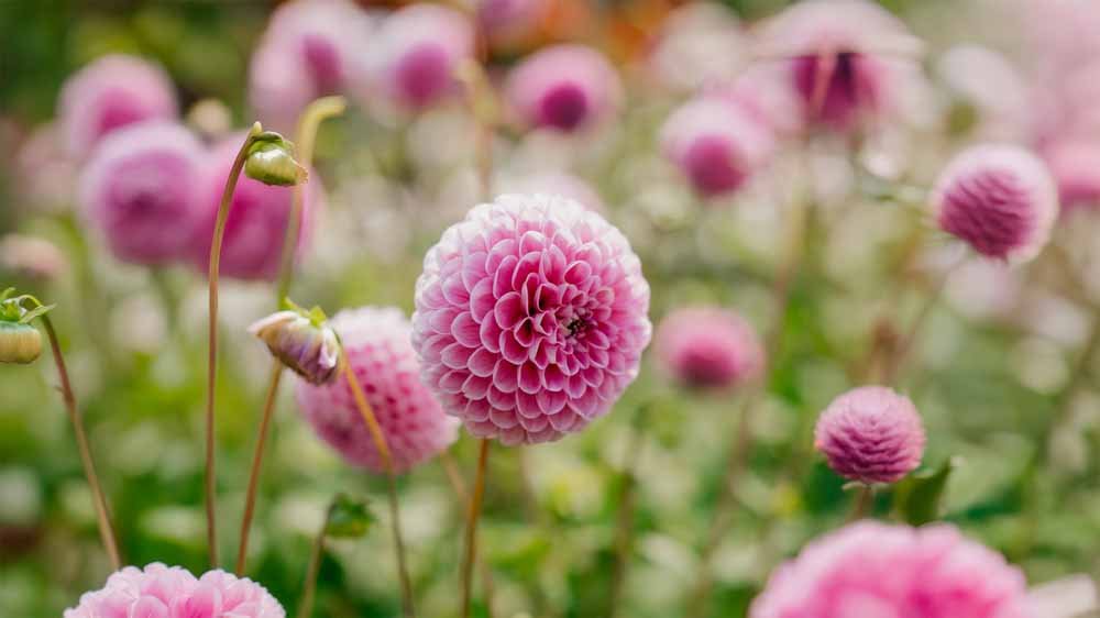 Dahlia Bol - Blomea.nl