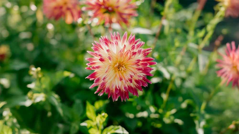 Dahlia cactus - Blomea.nl