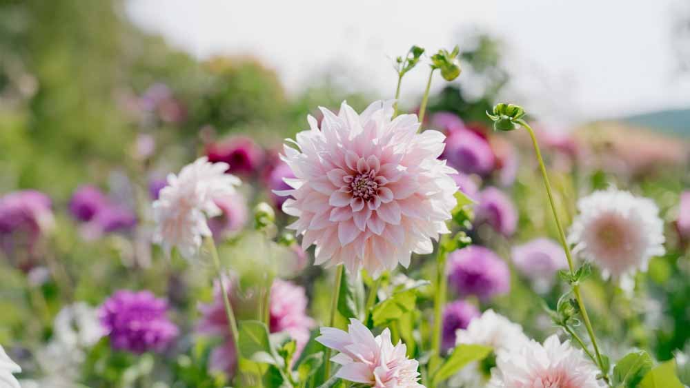 Dahlia Cafe au Lait - Blomea.nl