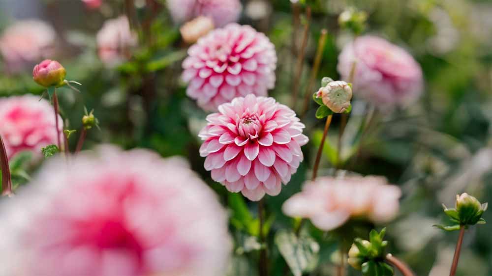 Dahlia decoratief - Blomea.nl