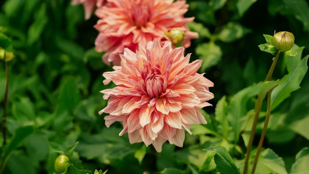 Dahlia dinnerplates - Blomea.nl