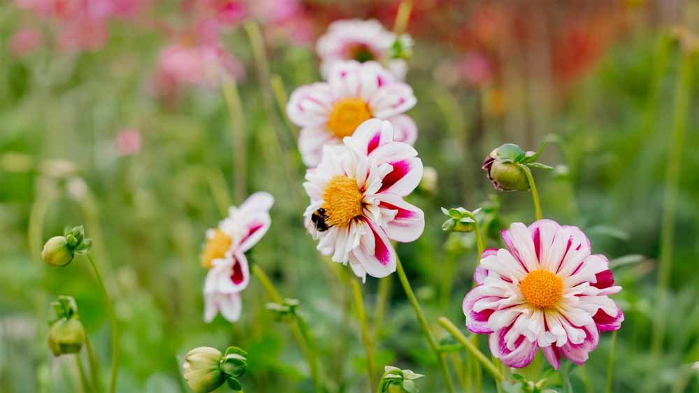 Dahlia halskraag - Blomea.nl