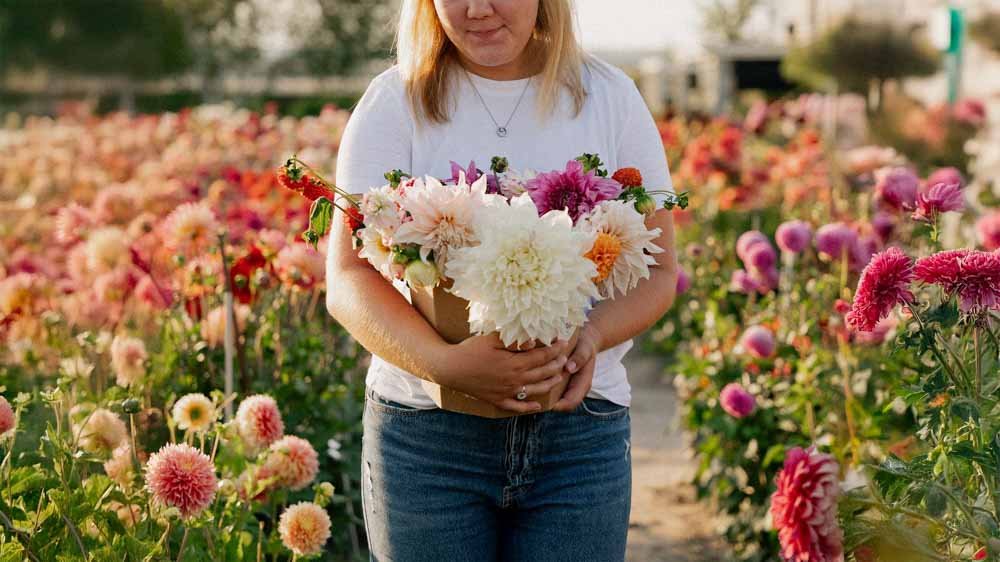 Dahlia Mix - Blomea.nl
