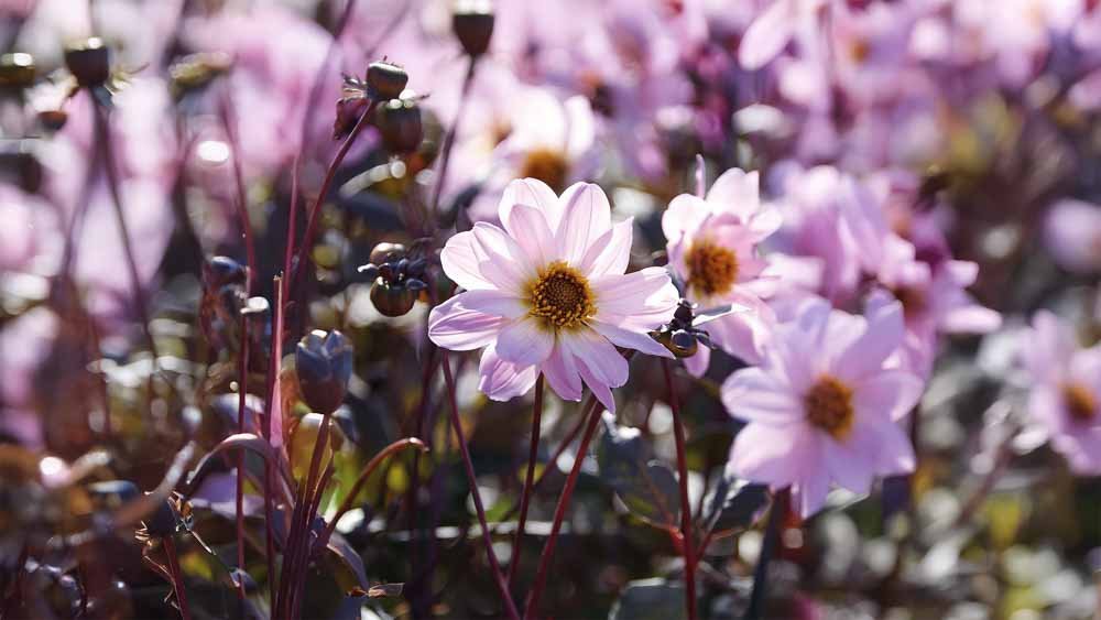 Dahlia pioenroos - Blomea.nl