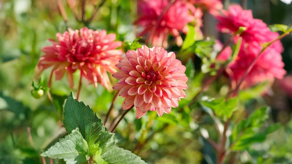 Dahlia stellar - Blomea.nl