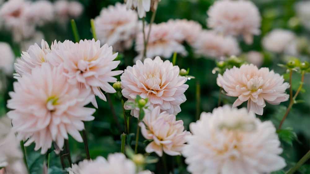 Dahlia Waterlelie - Blomea.nl