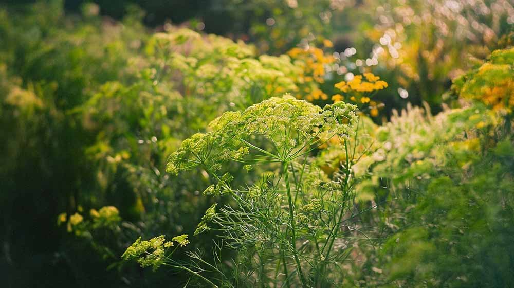Dille zaden - Blomea.nl