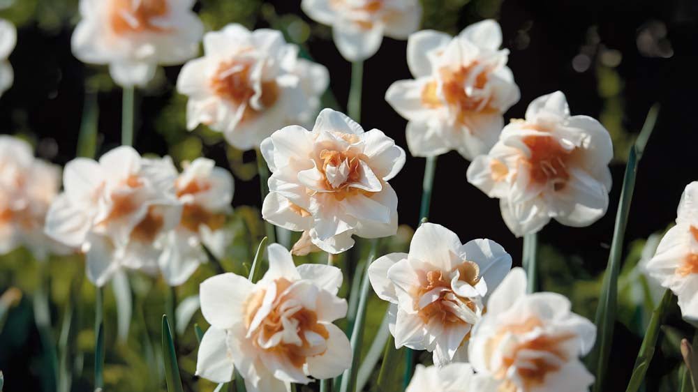 Dubbele narcissen - Blomea.nl