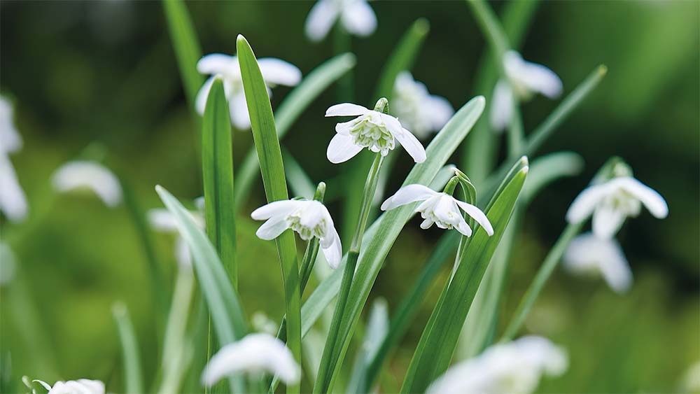 Dubbele sneeuwklokjes - Blomea.nl