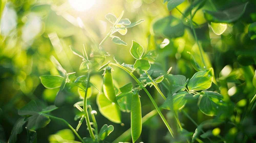 Erwten zaden - Blomea.nl