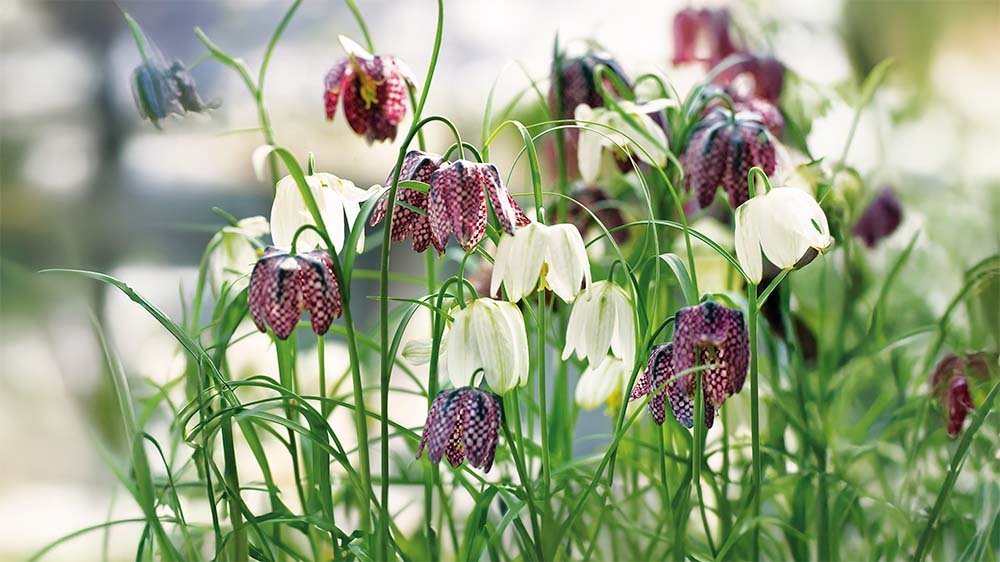 Fritillaria - Blomea.nl