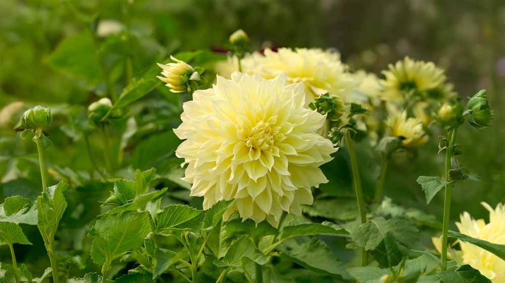 Gele dahlia - Blomea.nl