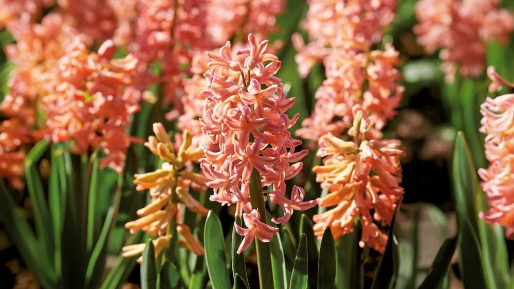 Gele hyacinten - Blomea.nl