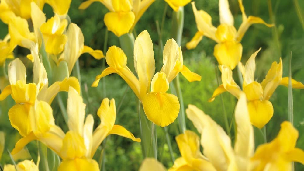 Gele iris - Blomea.nl
