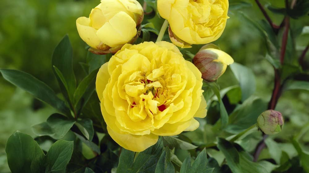 Gele vaste planten - Blomea.nl