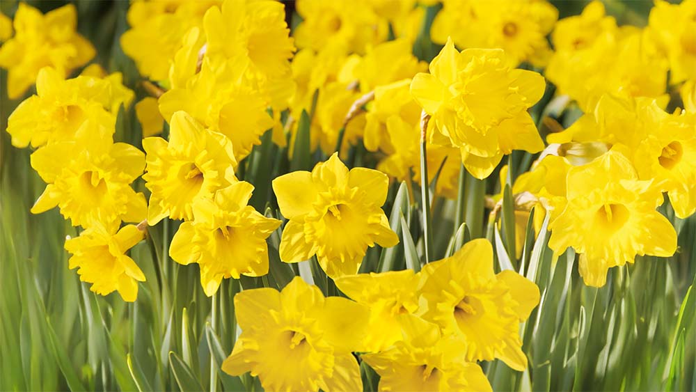 Gele voorjaarsbloemen - Blomea.nl