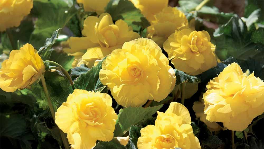 Gele zomerbloemen - Blomea.nl