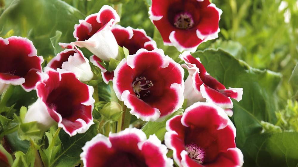 Gloxinia - Blomea.nl