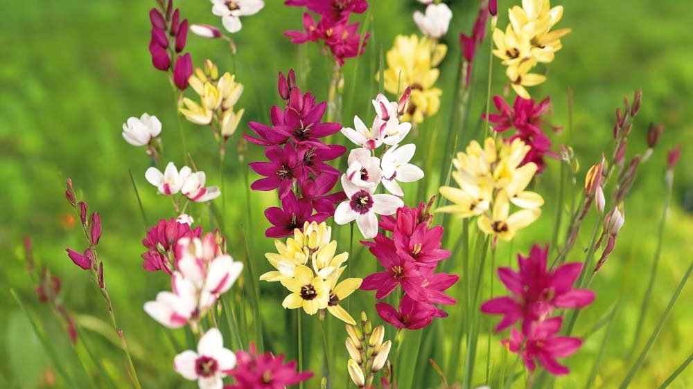 Graanlelie - Blomea.nl