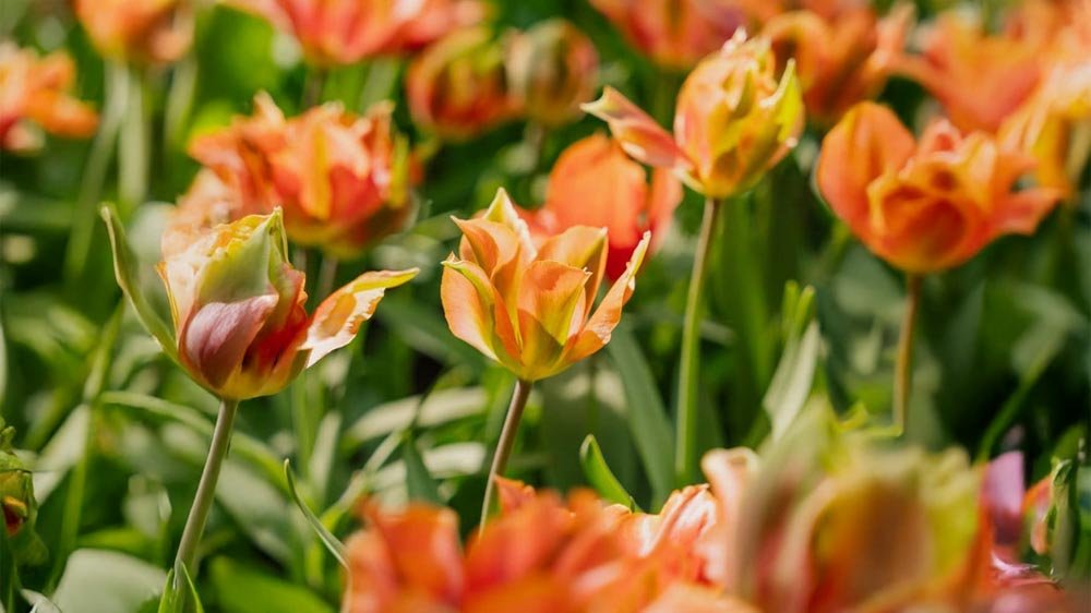 Groene tulpen - Blomea.nl