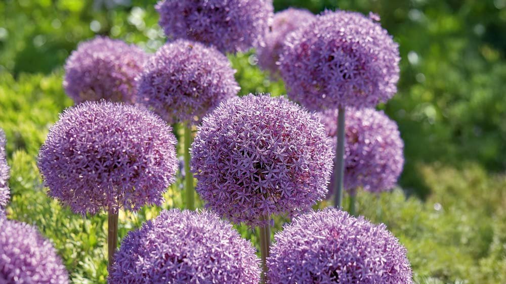 Grote alliums - Blomea.nl