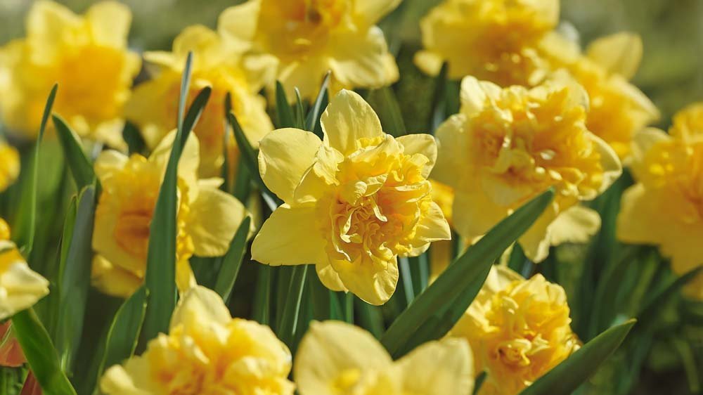 Grote narcissen - Blomea.nl