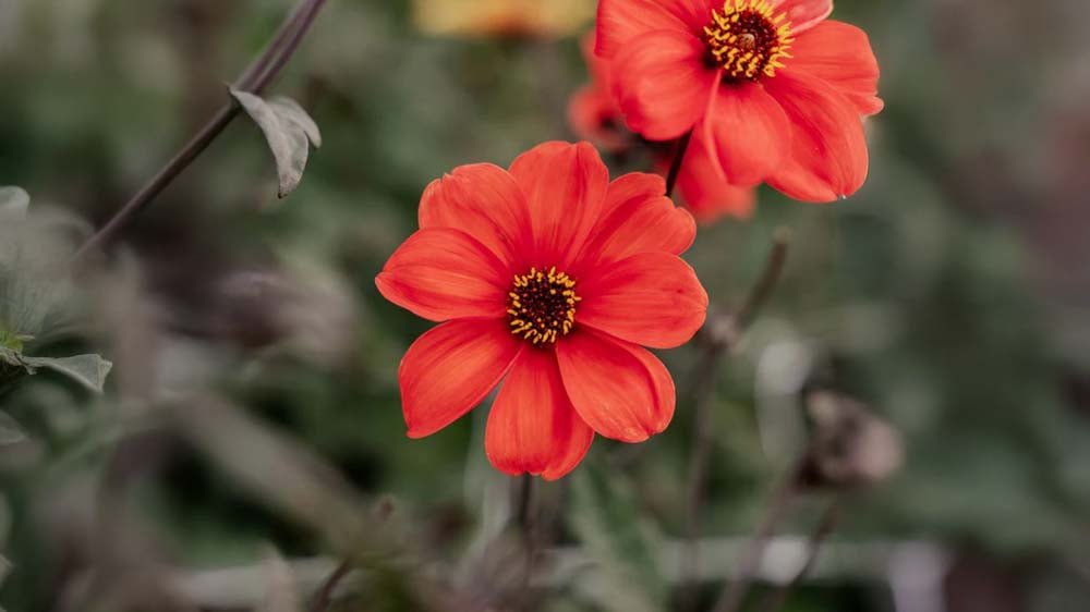 Herfstbloemen - Blomea.nl