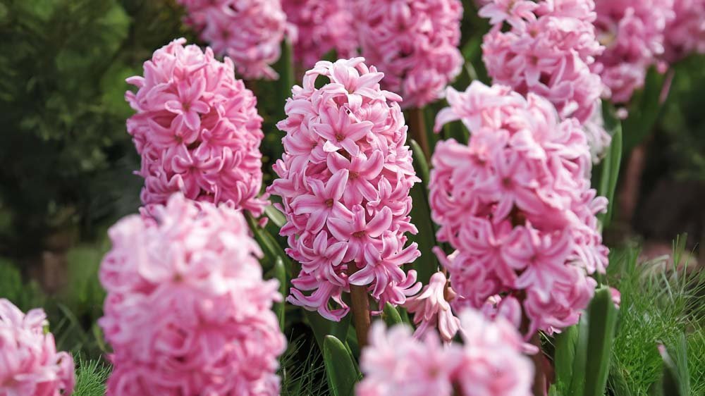 Hyacinten - Blomea.nl