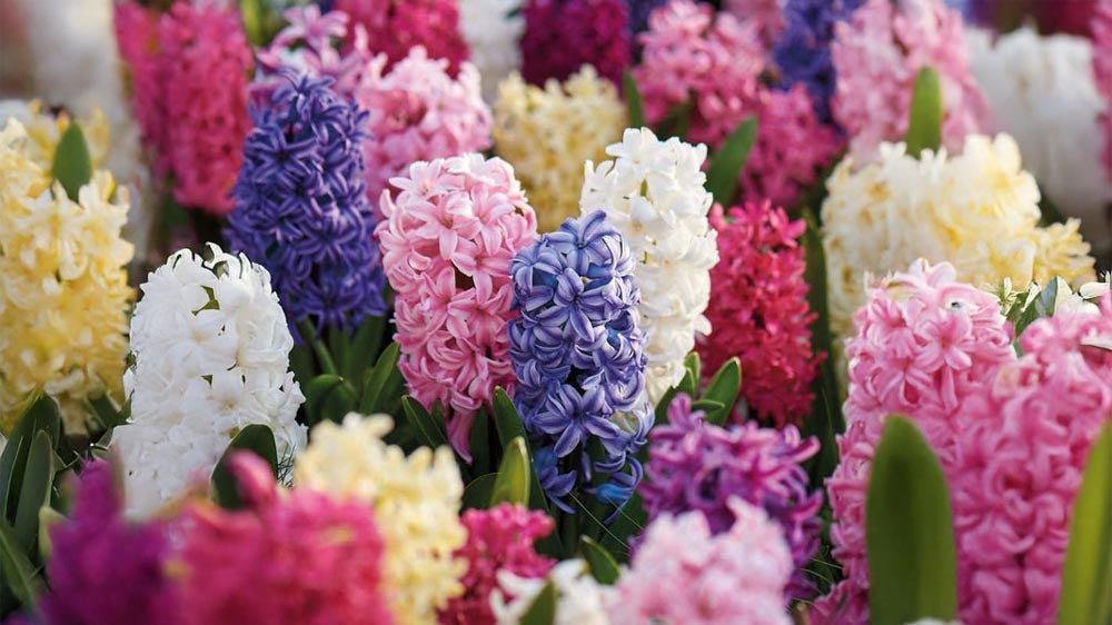 Hyacinten voor binnen - Blomea.nl