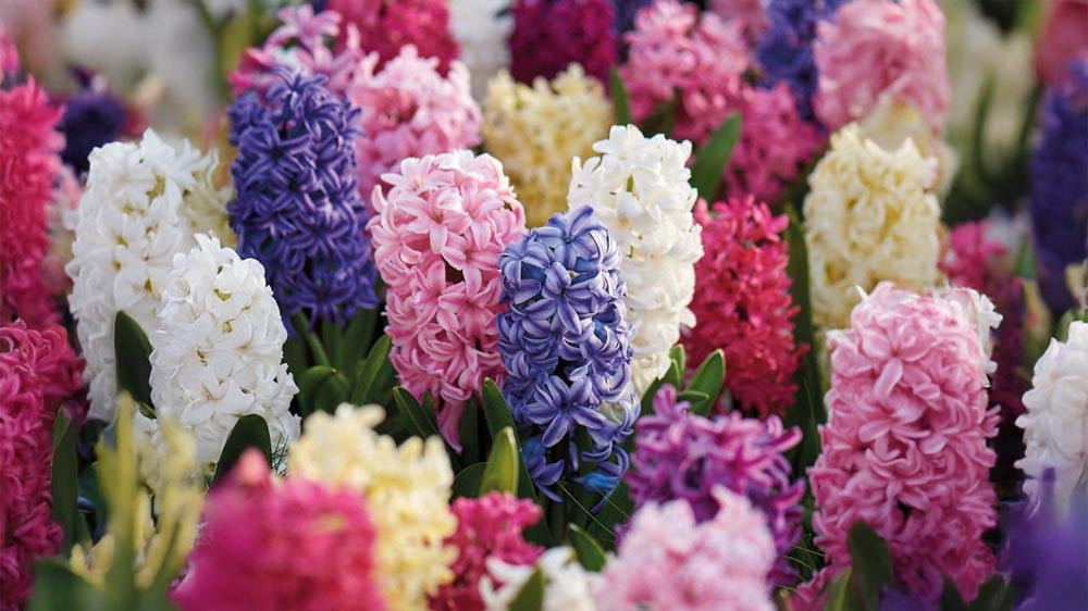 Hyacinten voor buiten - Blomea.nl