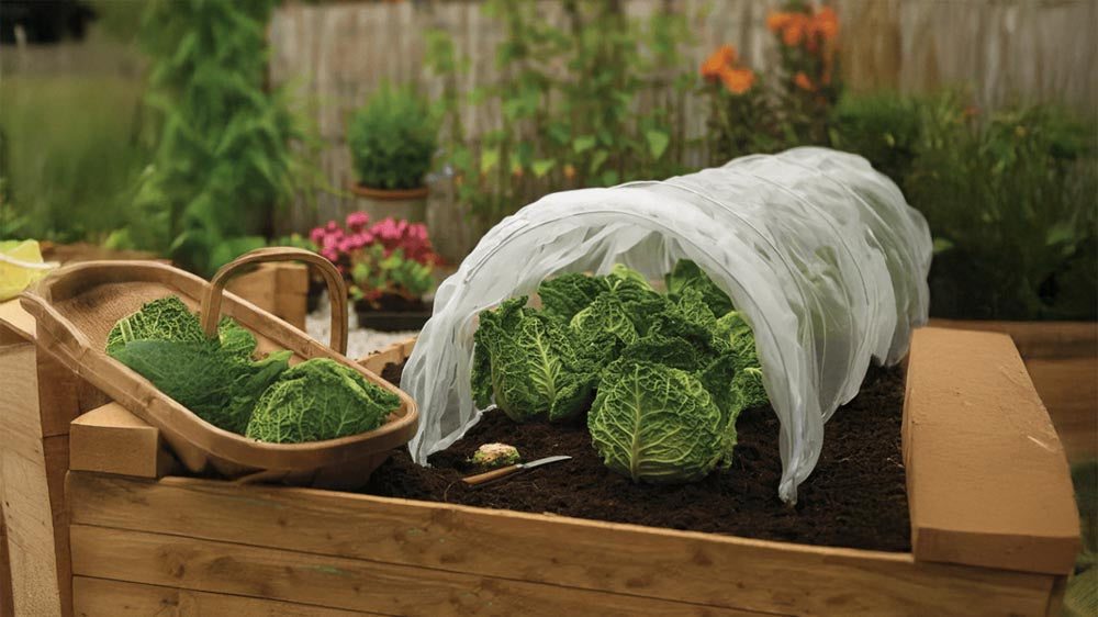 Insectennet - Blomea.nl