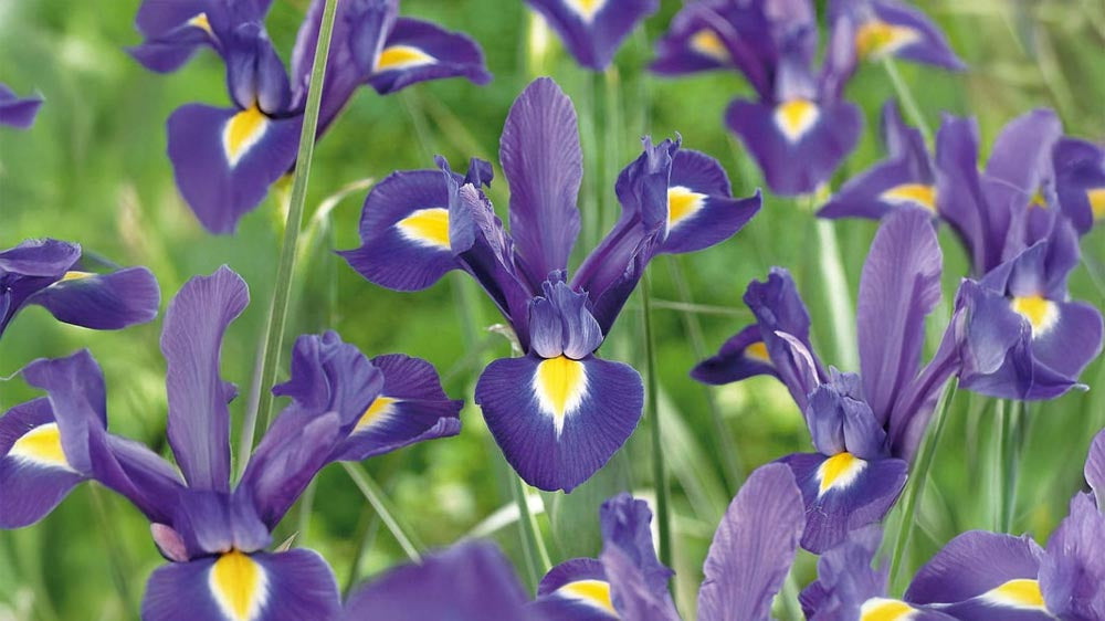 Iris germanica - Blomea.nl