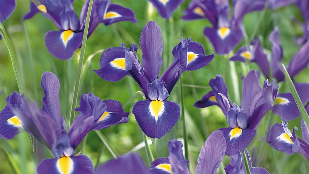 Iris hollandica - Blomea.nl