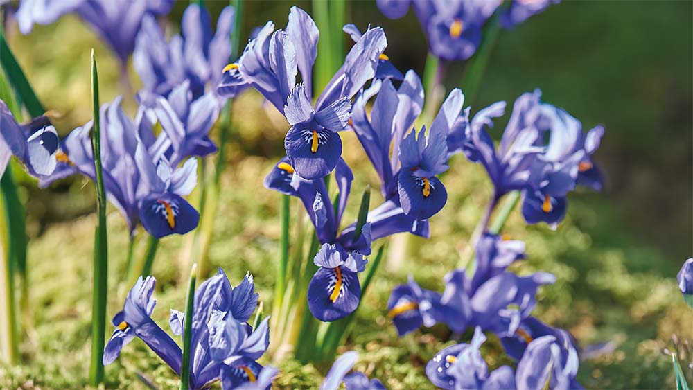 Iris sibirica - Blomea.nl