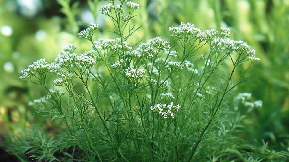 karwij zaden - Blomea.nl