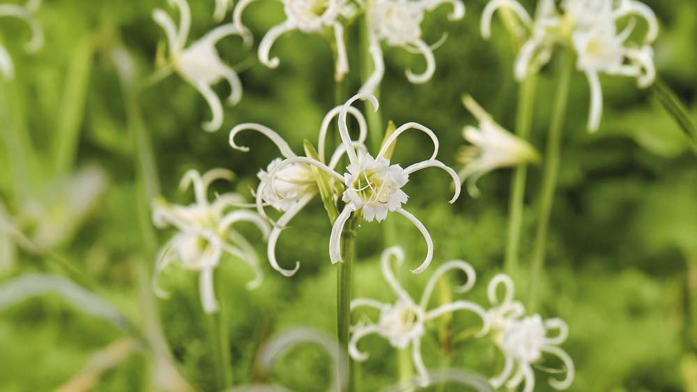 Keizerinnenlelies - Blomea.nl