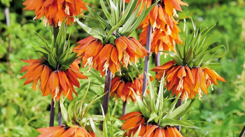 Keizerskroon - Blomea.nl