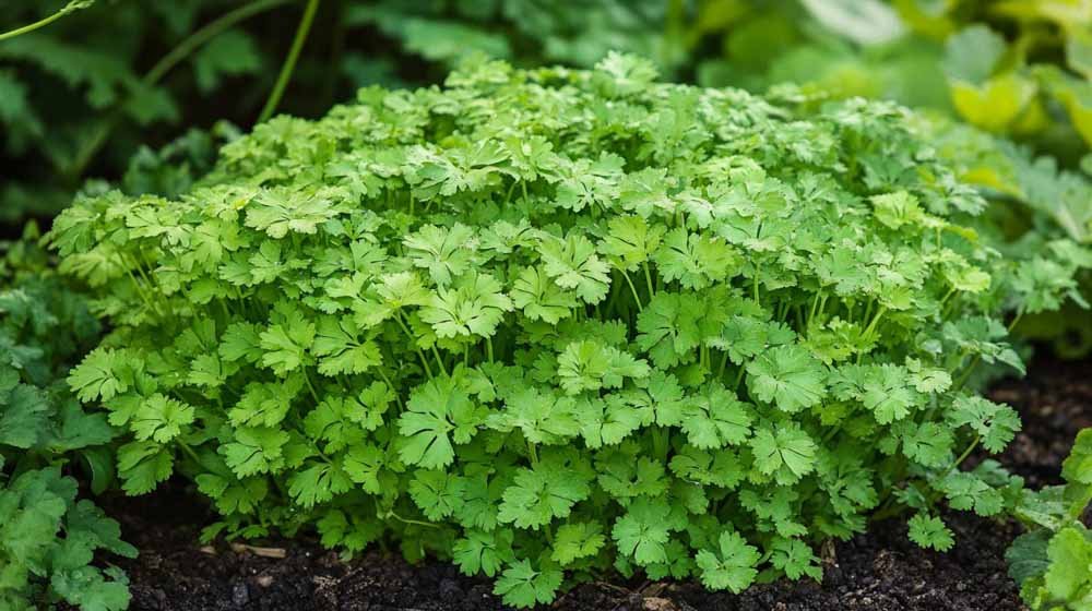 Kervel zaden - Blomea.nl