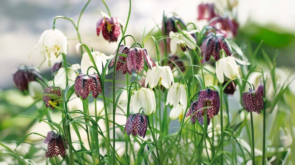 Kievitsbloem - Blomea.nl