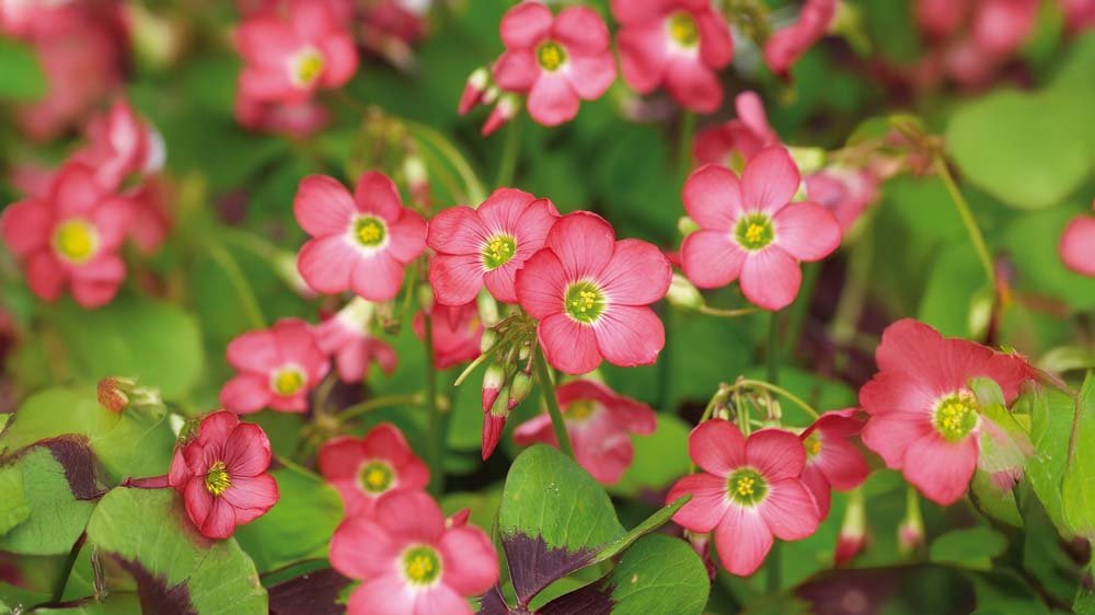 Klaverzuring - Blomea.nl