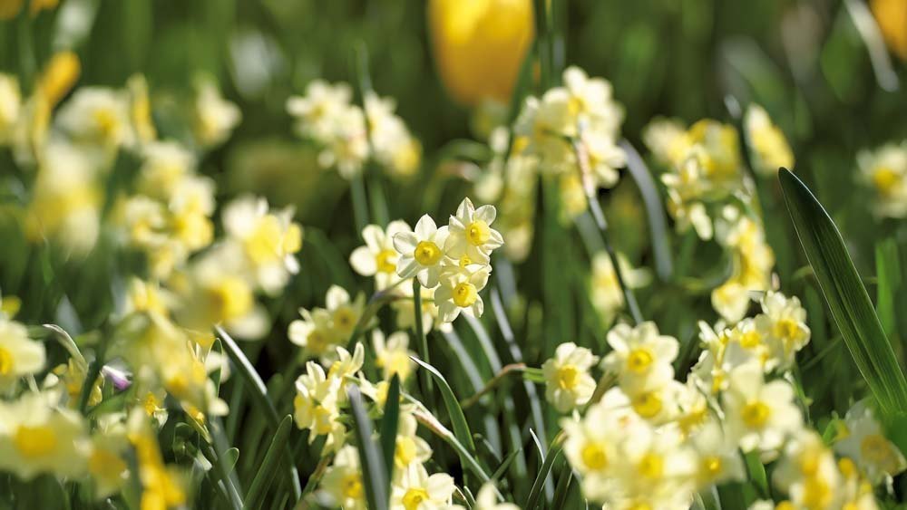 Kleine narcissen - Blomea.nl