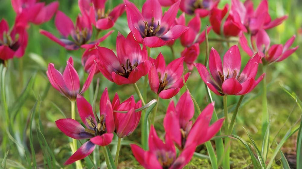 Kleine tulpen - Blomea.nl