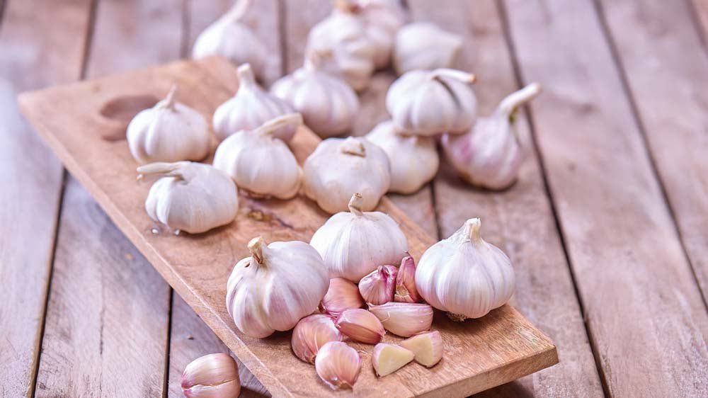 Knoflook - Blomea.nl