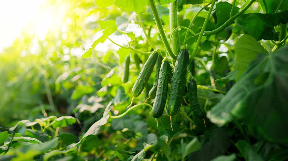 Komkommer zaden - Blomea.nl