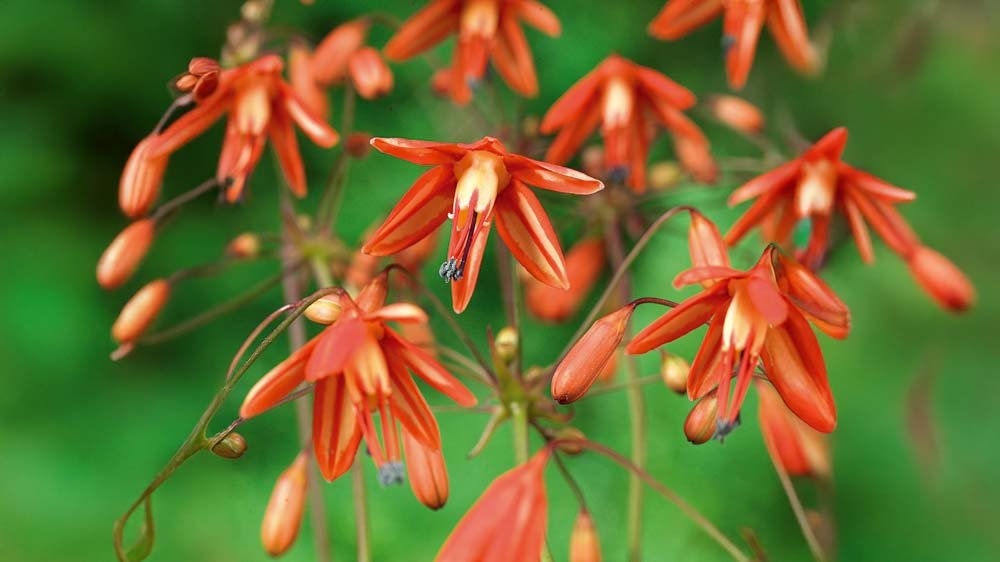 Koraaldruppels - Blomea.nl