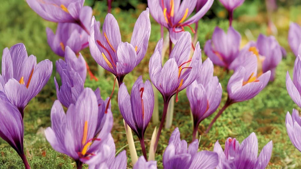 Krokus saffraan - Blomea.nl