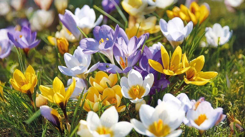 Krokusmix - Blomea.nl