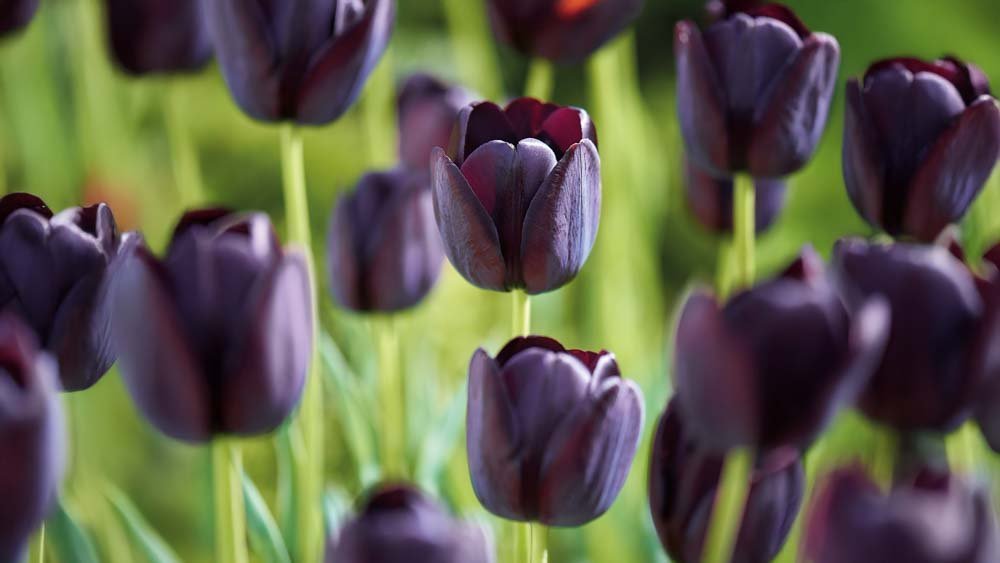 Late tulpen - Blomea.nl