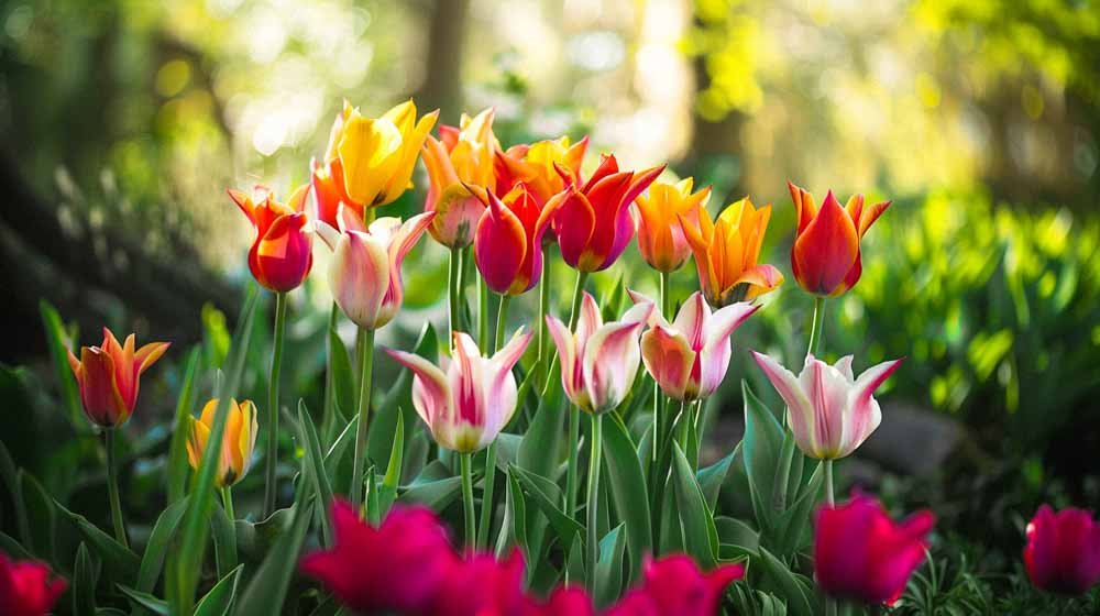 Leliebloemige tulpen - Blomea.nl