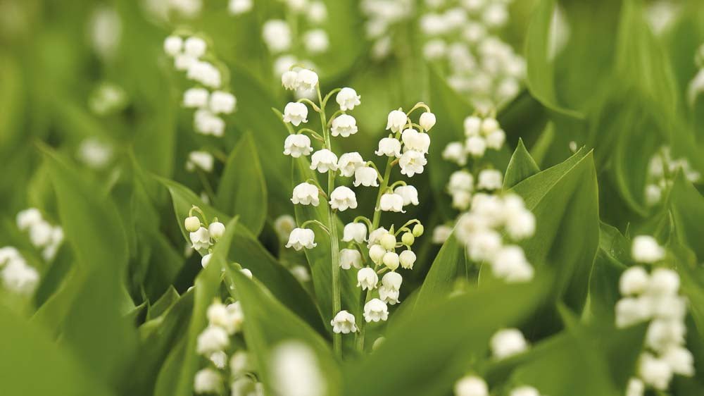 Lelietjes van Dalen - Blomea.nl